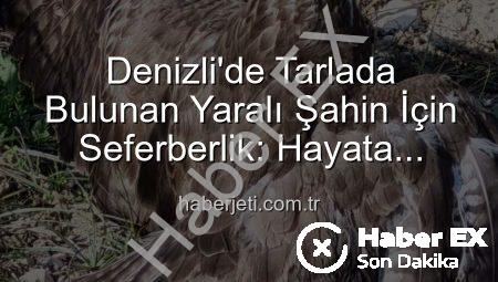 Denizli’de Kanadından Yaralanan Şahin Kurtarıldı: Tedavi Süreci Başladı