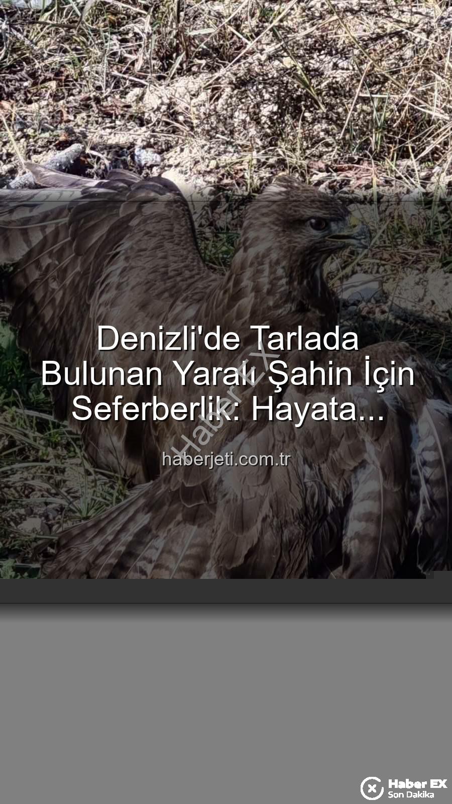 yaralı şahin - Denizli'de Kanadından Yaralanan Şahin Kurtarıldı: Tedavi Süreci Başladı
