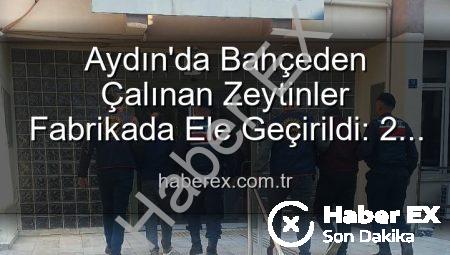 Aydın’da Bahçeden Çalınan Zeytinler Fabrikada Ele Geçirildi: 2 Şüpheli Tutuklandı