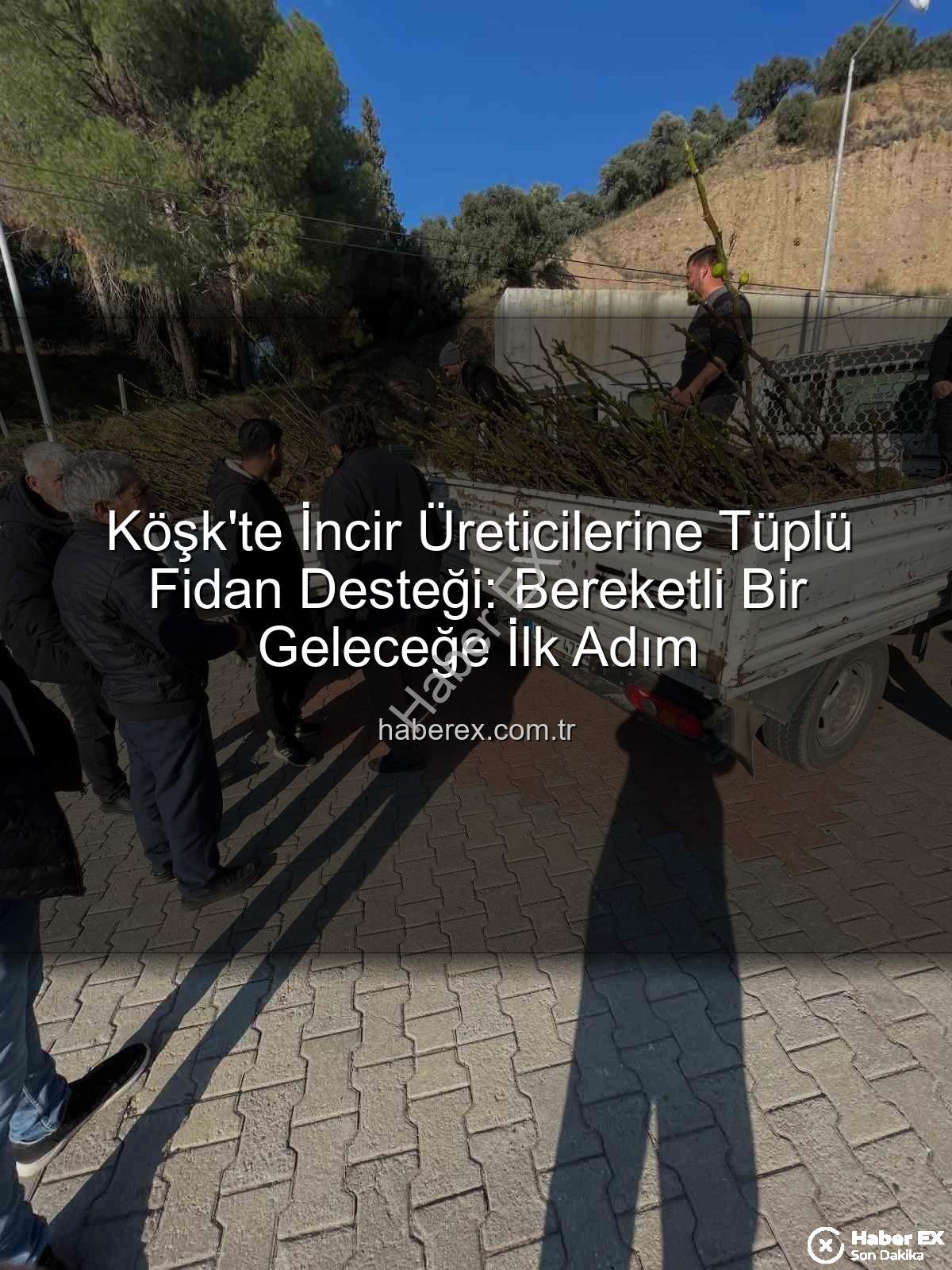 tüplü incir fidanı - Köşk'te İncir Üreticilerine Tüplü Fidan Desteği: Bereketli Bir Geleceğe İlk Adım