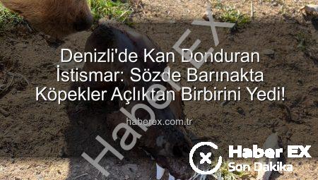 Denizli’de Kan Donduran İstismar: Sözde Barınakta Köpekler Açlıktan Birbirini Yedi!