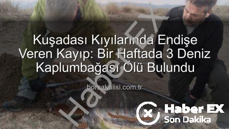 Kuşadası Kıyılarında Tüyler Ürperten Keşif: Bir Haftada 3 Deniz Kaplumbağası Ölü Bulundu!