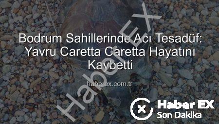 Bodrum Sahillerinde Acı Tesadüf: Yavru Caretta Caretta Hayatını Kaybetti