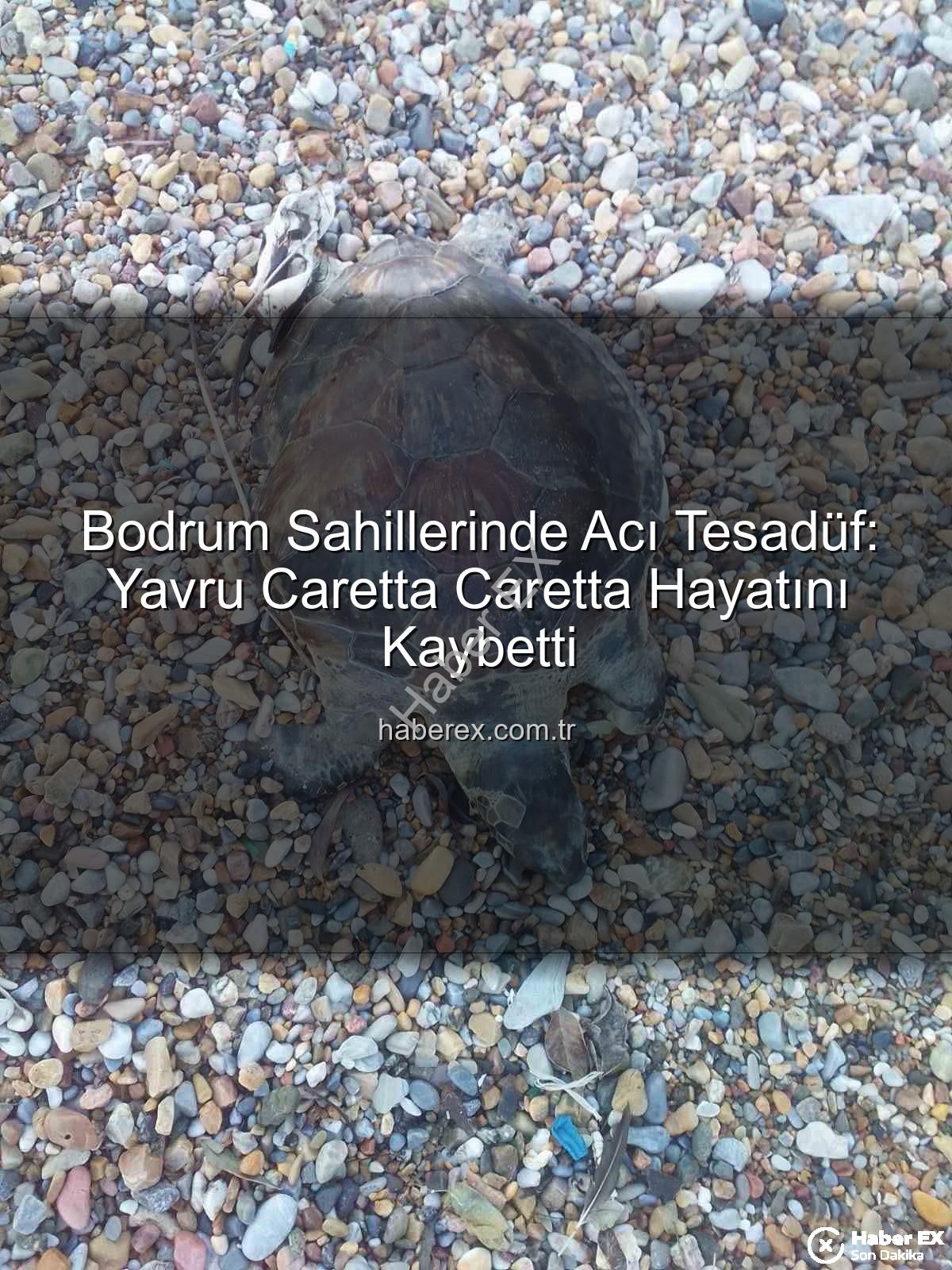 yavru caretta caretta - Bodrum Sahillerinde Acı Tesadüf: Yavru Caretta Caretta Hayatını Kaybetti