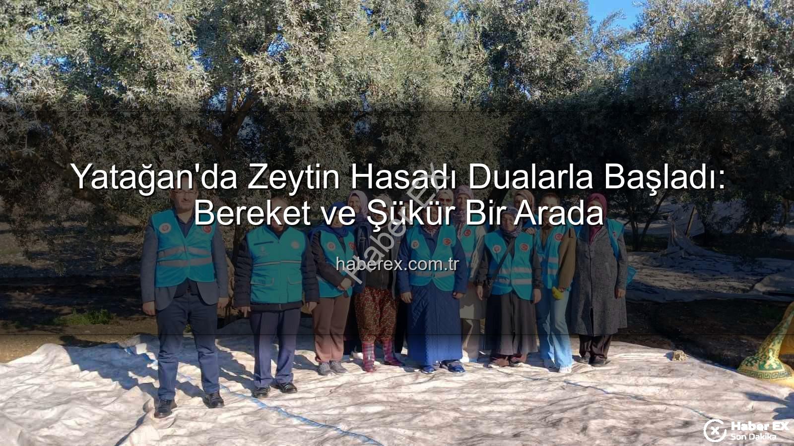 Yatağan zeytin hasadı - Yatağan'da Zeytin Hasadı Dualarla Başladı: Bereket ve Şükür Bir Arada
