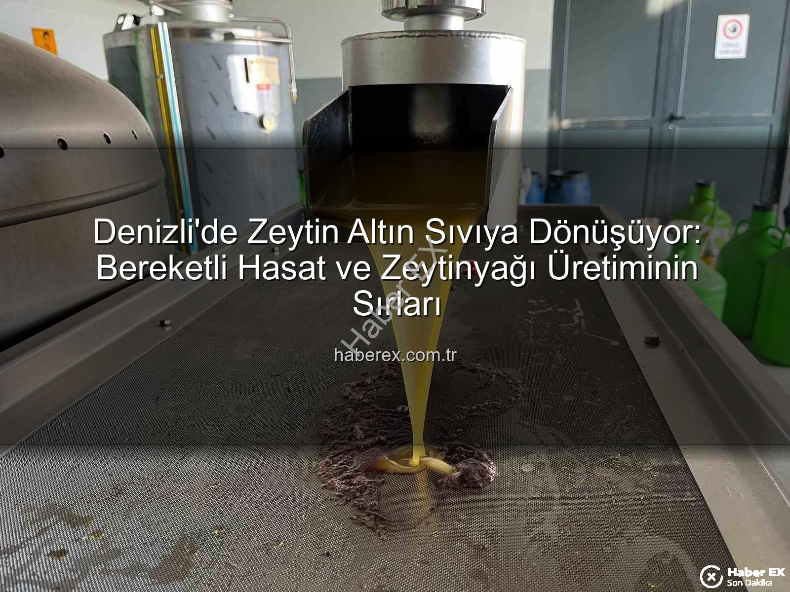 zeytinyağı üretimi - Denizli'de Zeytin Altın Sıvıya Dönüşüyor: Bereketli Hasat ve Zeytinyağı Üretiminin Sırları