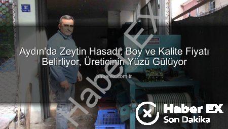 Aydın’da Zeytin Hasadı: Boy ve Kalite Fiyatı Belirliyor, Üreticinin Yüzü Gülüyor