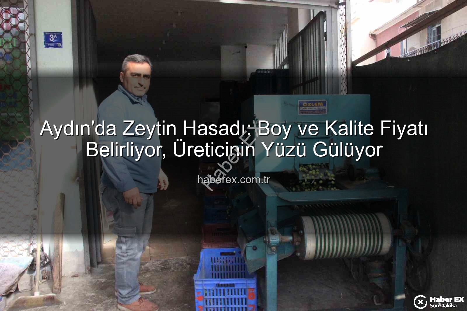 Aydın zeytin hasadı - Aydın'da Zeytin Hasadı: Boy ve Kalite Fiyatı Belirliyor, Üreticinin Yüzü Gülüyor