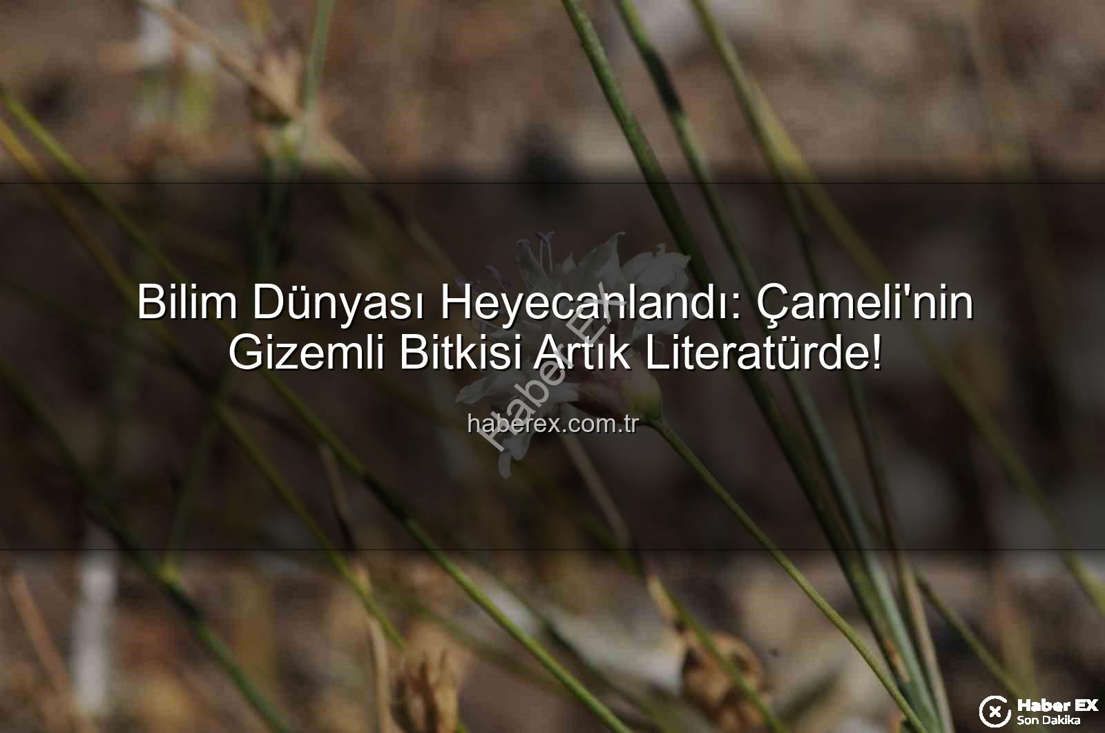 Çameli pelemiri - Bilim Dünyası Heyecanlandı: Çameli'nin Gizemli Bitkisi Artık Literatürde!