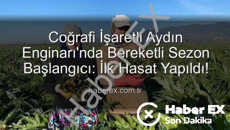 Coğrafi İşaretli Aydın Enginarı’nda Bereketli Sezon Başlangıcı: İlk Hasat Yapıldı!
