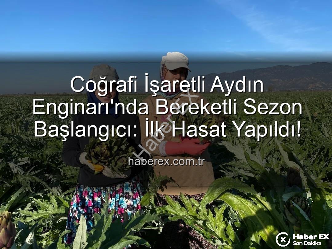 Aydın Enginarı - Coğrafi İşaretli Aydın Enginarı'nda Bereketli Sezon Başlangıcı: İlk Hasat Yapıldı!