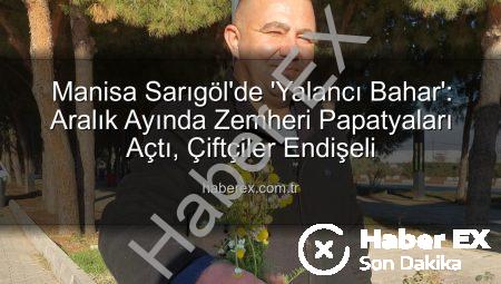 Manisa Sarıgöl’de ‘Yalancı Bahar’: Aralık Ayında Zemheri Papatyaları Açtı, Çiftçiler Endişeli