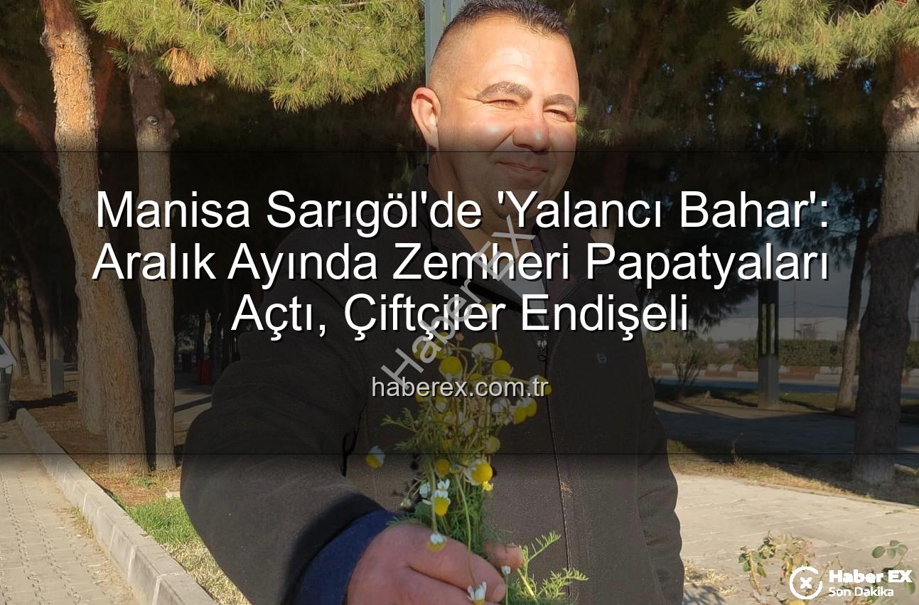 zemheri papatyaları - Manisa Sarıgöl'de 'Yalancı Bahar': Aralık Ayında Zemheri Papatyaları Açtı, Çiftçiler Endişeli