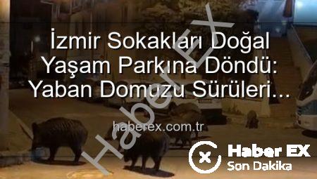 İzmir Sokakları Doğal Yaşam Parkına Döndü: Yaban Domuzu Sürüleri Şehirde Cirit Atıyor