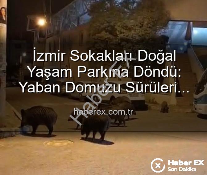 yaban domuzu - İzmir Sokakları Doğal Yaşam Parkına Döndü: Yaban Domuzu Sürüleri Şehirde Cirit Atıyor